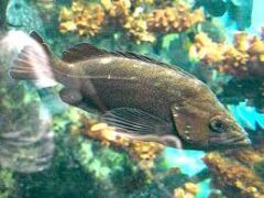 道東の魚の呼称 エゾメバルはガヤガヤ釣れるからガヤ へた釣り こむ